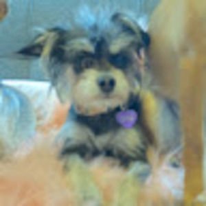 Meet your Posher, Dominique